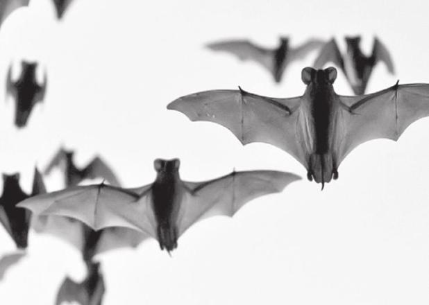 Wildlife Experts Ask for Public Help in Reporting Bat Mortality Events