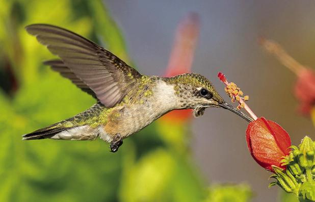 How to Feed Hummingbirds in Texas