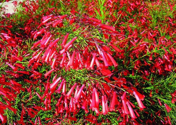 Ignite Gardens with Newest Texas Superstar – the Firecracker Plant