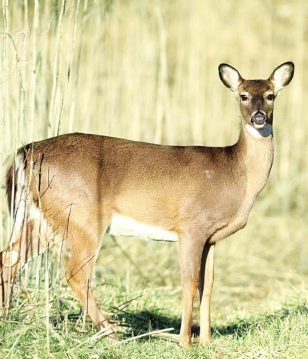 Kaufman County Deer Hunters Required to Test Harvested Game