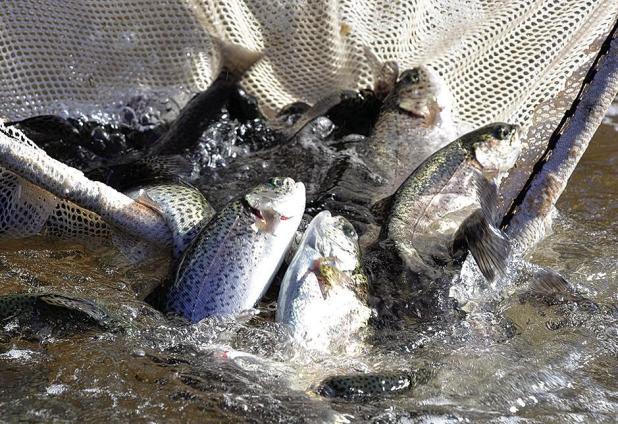 Rainbow Trout Arriving Soon at a Waterbody Near You