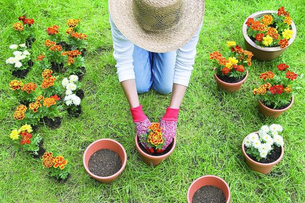 The Basics of Container Gardening