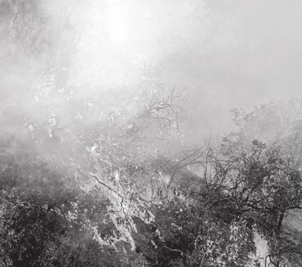 Prescribed Burn of Dormant Vegetation at NTMWD Wetland