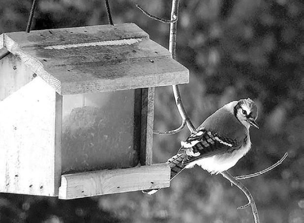 Attract Winged Friends With These Bird Feeders