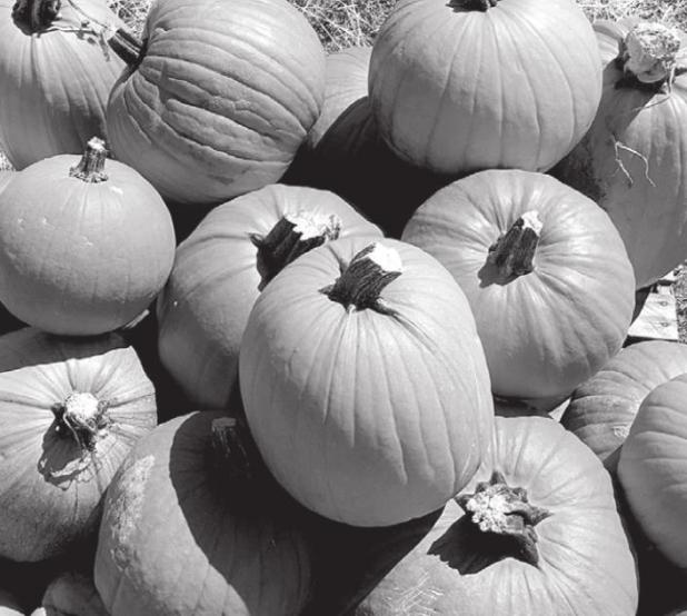 Want Pumpkins This Fall? Time to Get Planting
