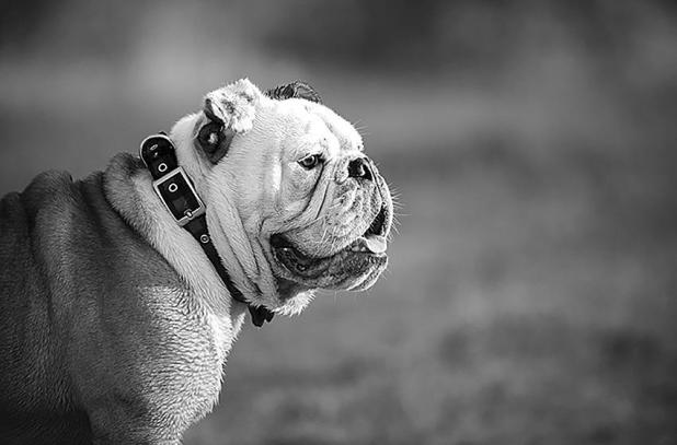 Reduce the Risk of Lost Pets
