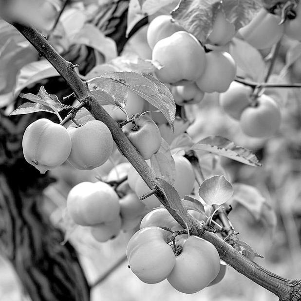 A Persimmon by Wiki Other Name