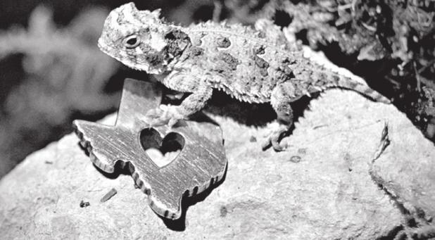Texas Horned Lizard Hatchling Release Marks Milestone to Save State Reptile