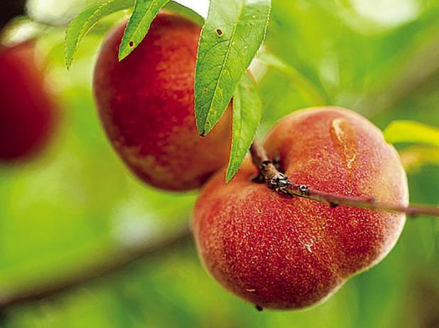 Proper Tree Planting For More ‘Fruitful’ Results