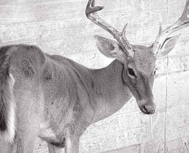 Chronic Wasting Disease