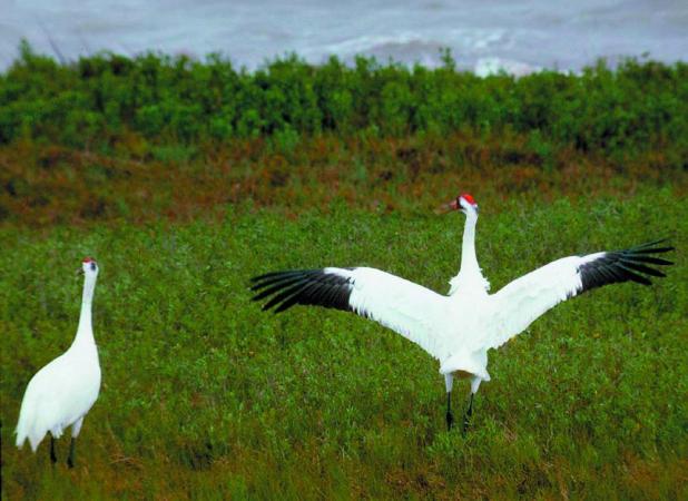 Migrating Whooping Cranes Arrive on Texas Coast