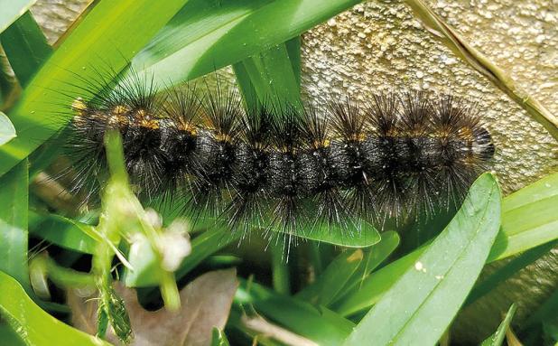 Start Looking Out for Stinging Caterpillar