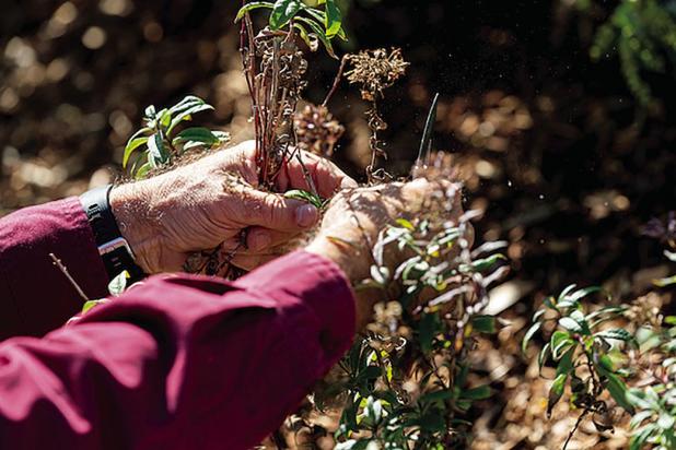 Time To Transition Your Garden For Fall And Start Cool-Season Vegetables