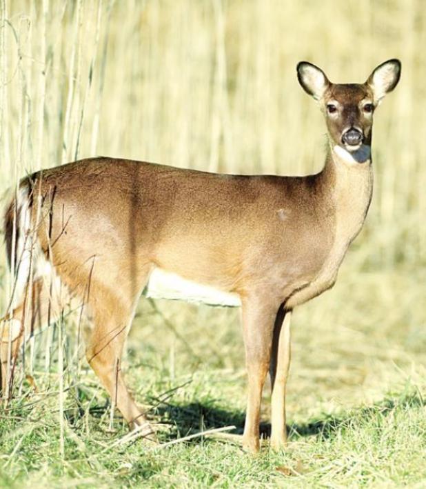 Kaufman County Deer Hunters