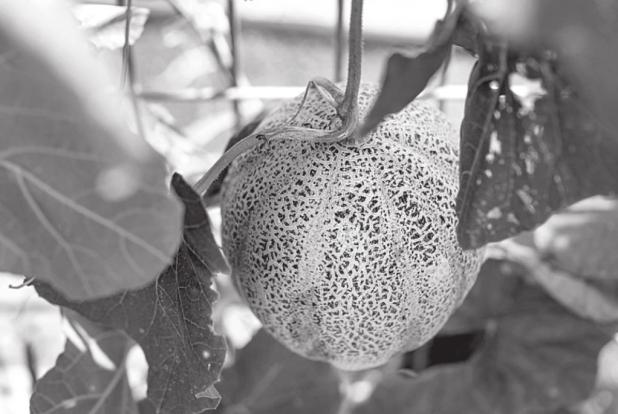 Texas Melon, Cantaloupe Quality Up, Yields Down