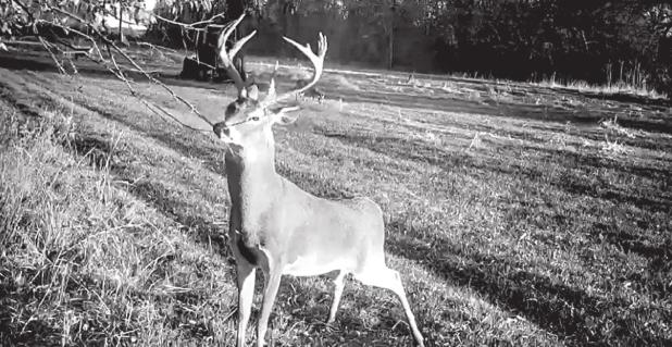 HOW TO SHOOT A BIG BUCK