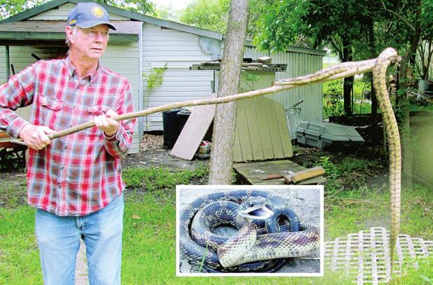 Return of the Pet Snake
