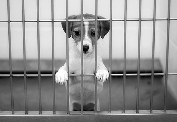 ASPCA Animal Shelter Population Numbers