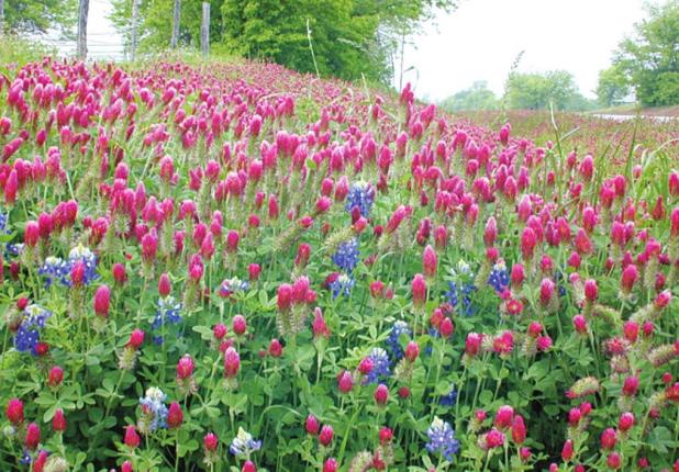 Wildflower Photography: A Matter of Perspective