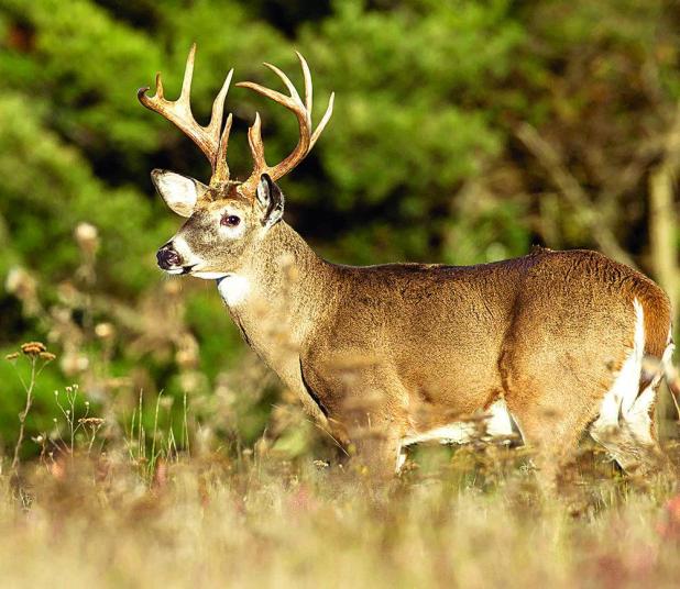 Biologists Predict Moderate Hunting Conditions Ahead