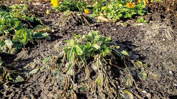 January Gardening Guide: Cold Weather Recovery and More
