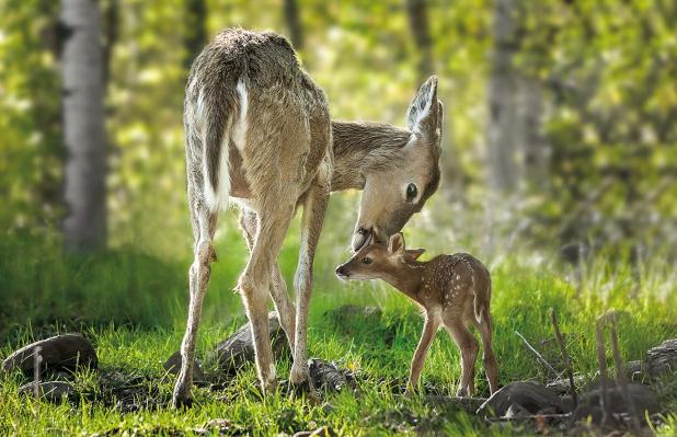 Five Important Reminders When Finding ‘Orphaned’ Wildlife