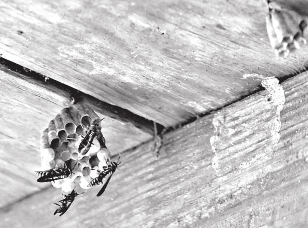 Fascinating Facts About Wasps, Hornets