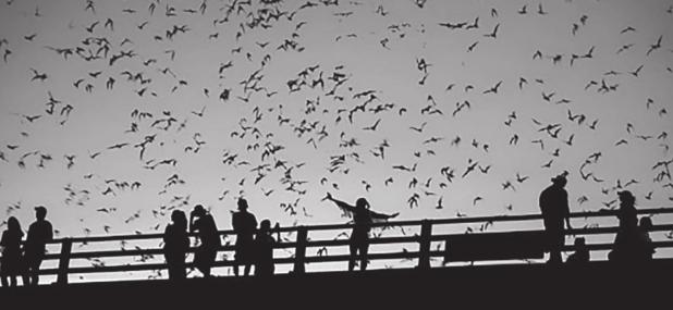 Texas Bats to Emerge Soon