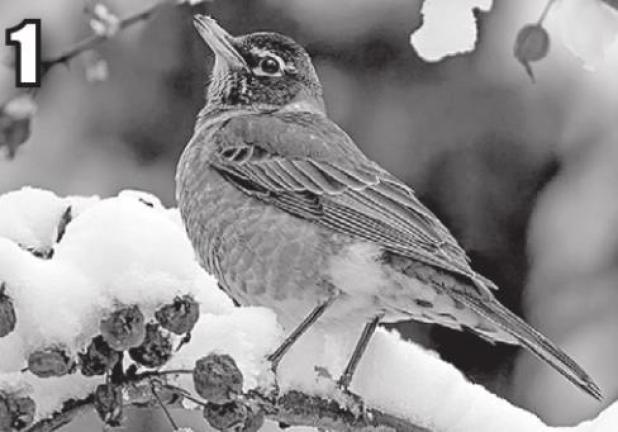 The BIRDS of Spring