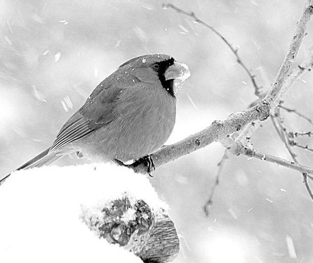 The TurfMutt Foundation Encourages Participation in Great Backyard Bird Count 2023