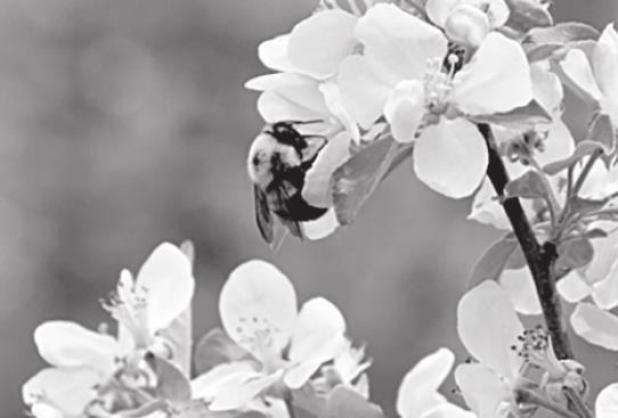 Protect Natural Bee Habitats