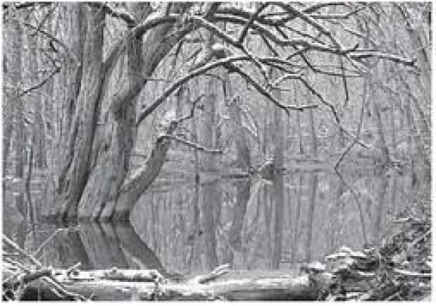 Snow Falling on Osage