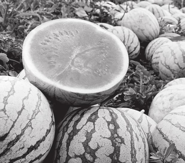Three Tips to Pick out a Sweet Watermelon