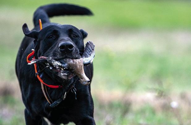 Texas Hunting Season Outlook Positive Based On Timely Rains