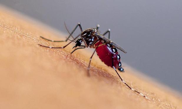 Are You A Mosquito Magnet? Science Says You Might Be