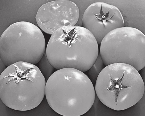 Valley Cat Tomatoes Named Newest Texas Superstar