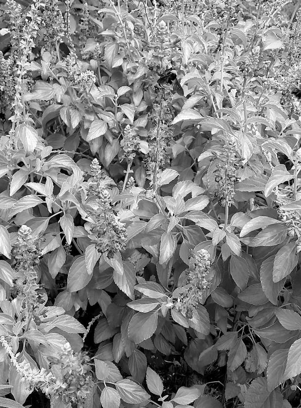 Time to Plan – and Plant – for the Upcoming Heat of Summer