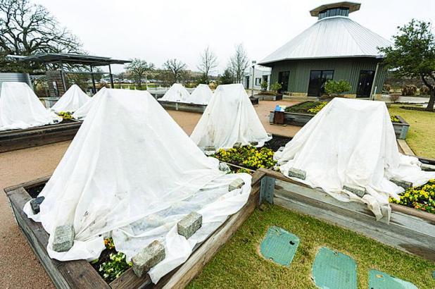 Texas A&M AgriLife Shares How to Protect Pets, Plants and Pipes From Freezing Temperatures