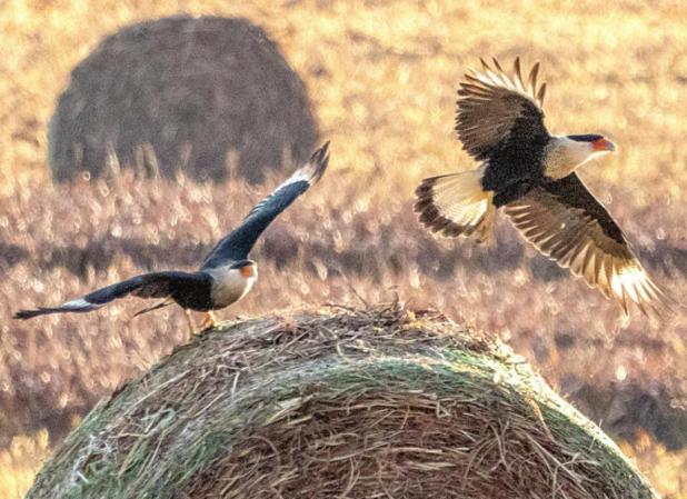 Birds of Gateway Boulevard