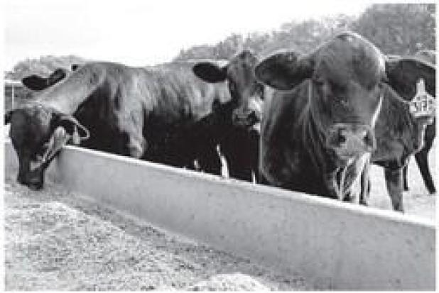 Shrinking Cattle Herd Could Equal High Calf, Beef Prices