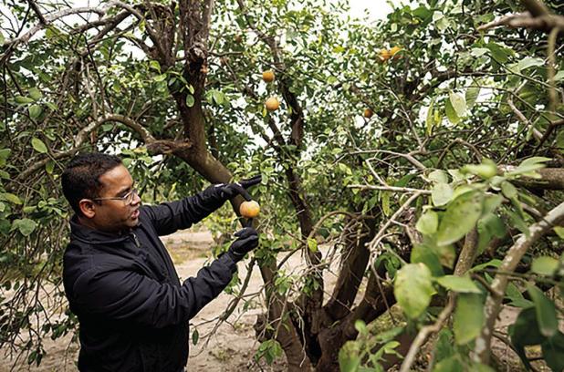What Is Citrus Greening — And Why Is It So Hard To Stop?
