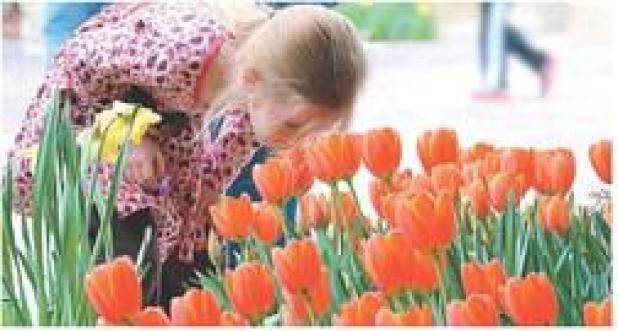 Dallas Arboretum Presents Dallas Blooms: Great Contributors