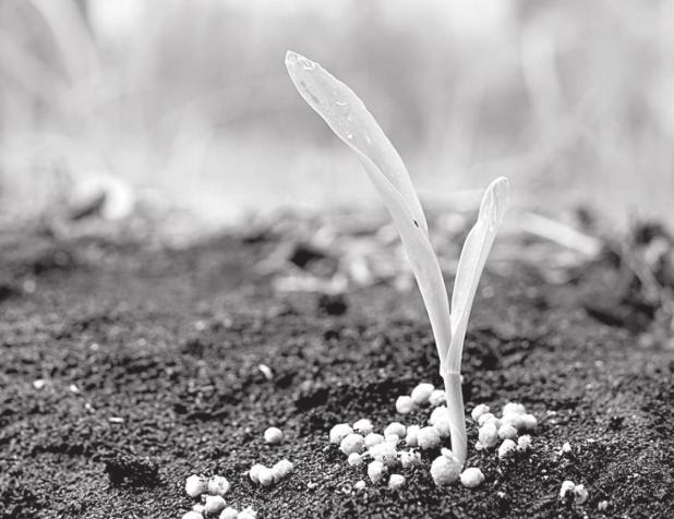 How To Choose The Right Fertilizer For Home Vegetable Gardens