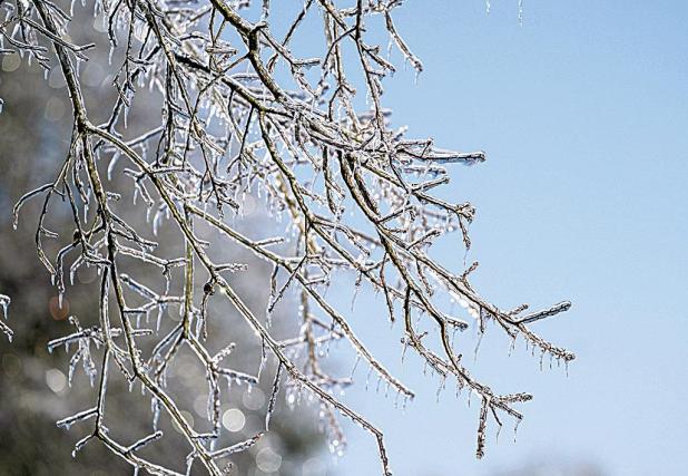 February Gardening Guide: New Growth Threatened by Freeze