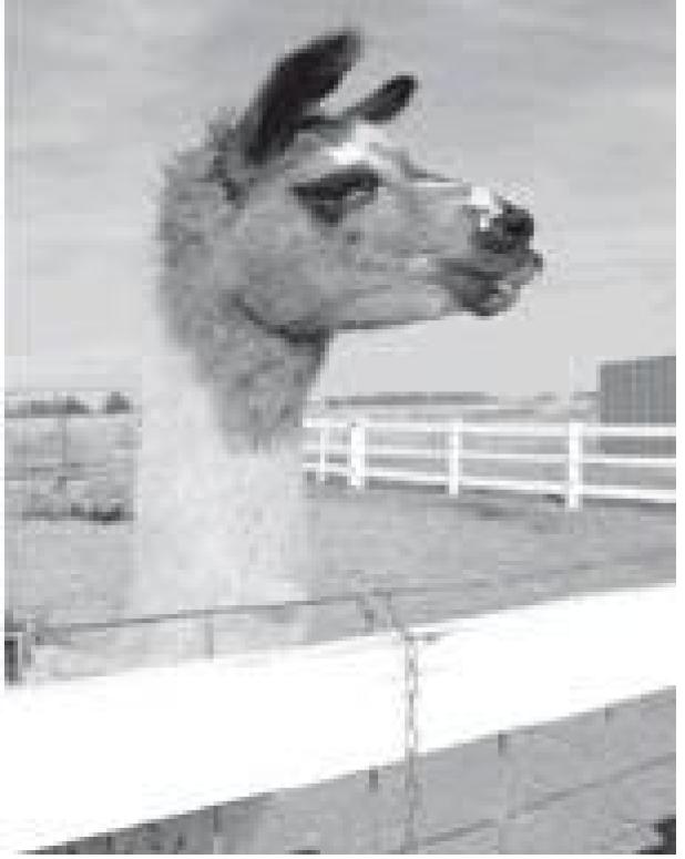 Finding Exotic Animals in Forney