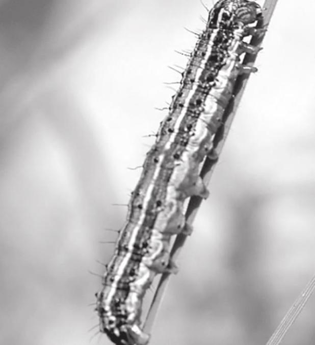 Fall Armyworms on the March Across Texas