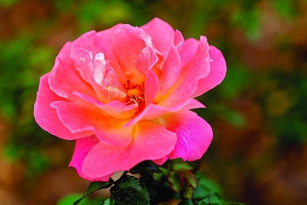 National Gardening Month: Time to Clean Your Garden — or Start One