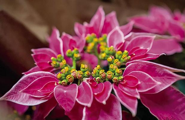 How To Keep Your Poinsettias Beautiful Through The Holidays