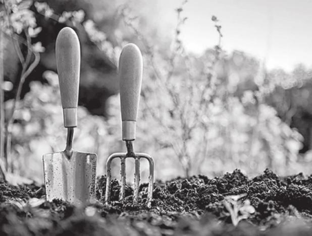 Simple Ways to Reduce Risk of Disease in Your Garden