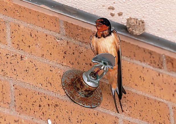 Tips to Prevent Barn Swallow Nests This Spring